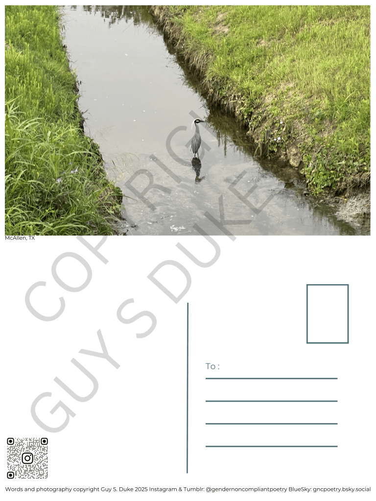 Postcard featuring a white bird in the middle of a canal that runs between green banks on either side. Below this, on the left half, is space for writing, on the right is a spot for a stamp and lines for a mailing address. Below the writing space on the left is a QR code directing to the instagram handle @gendernoncompliantpoetry. At the bottom reads: Words and photography copyright Guy S. Duke 2025 Instagram & Tumblr: @gendernoncompliantpoetry BlueSky: gncpoetry.bsky.social